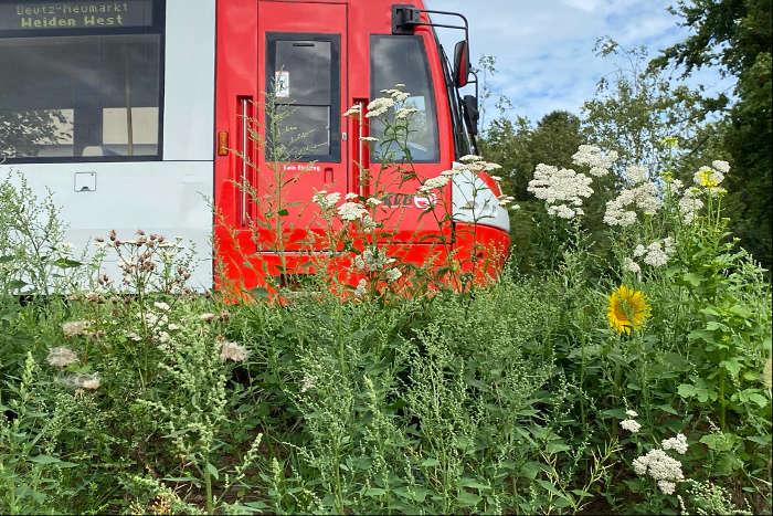 Wegrandbegrnung mit Stadtbahn im Hintergrund