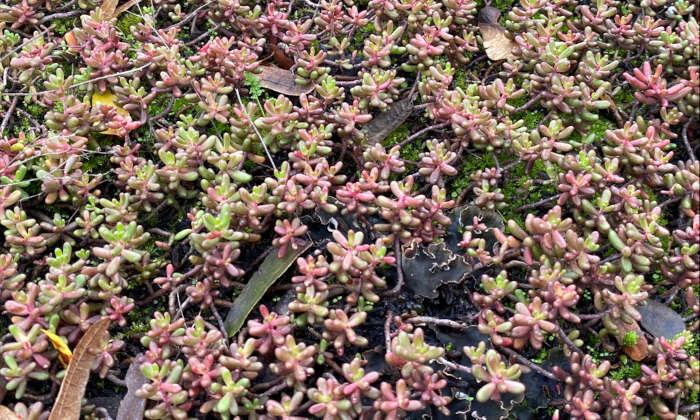 Bild des fr begrnte Gleise genutzen Sedum